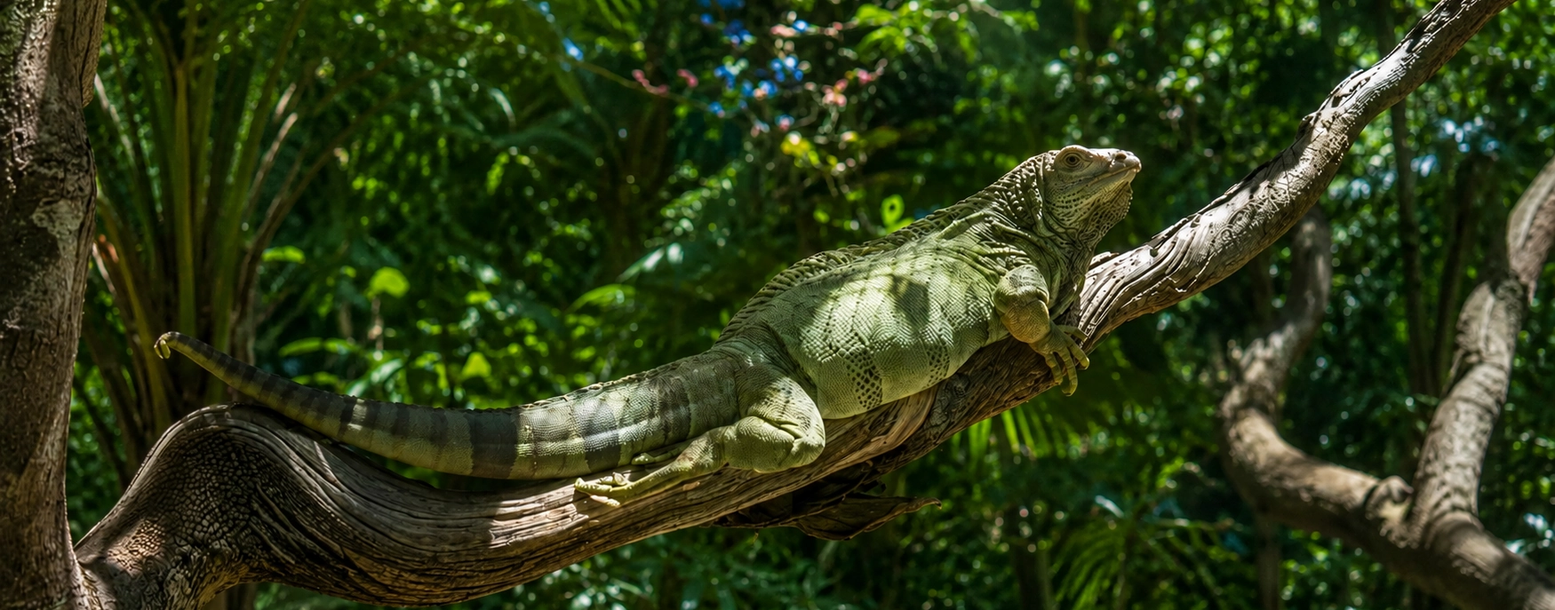 Espèce d'Iguanes