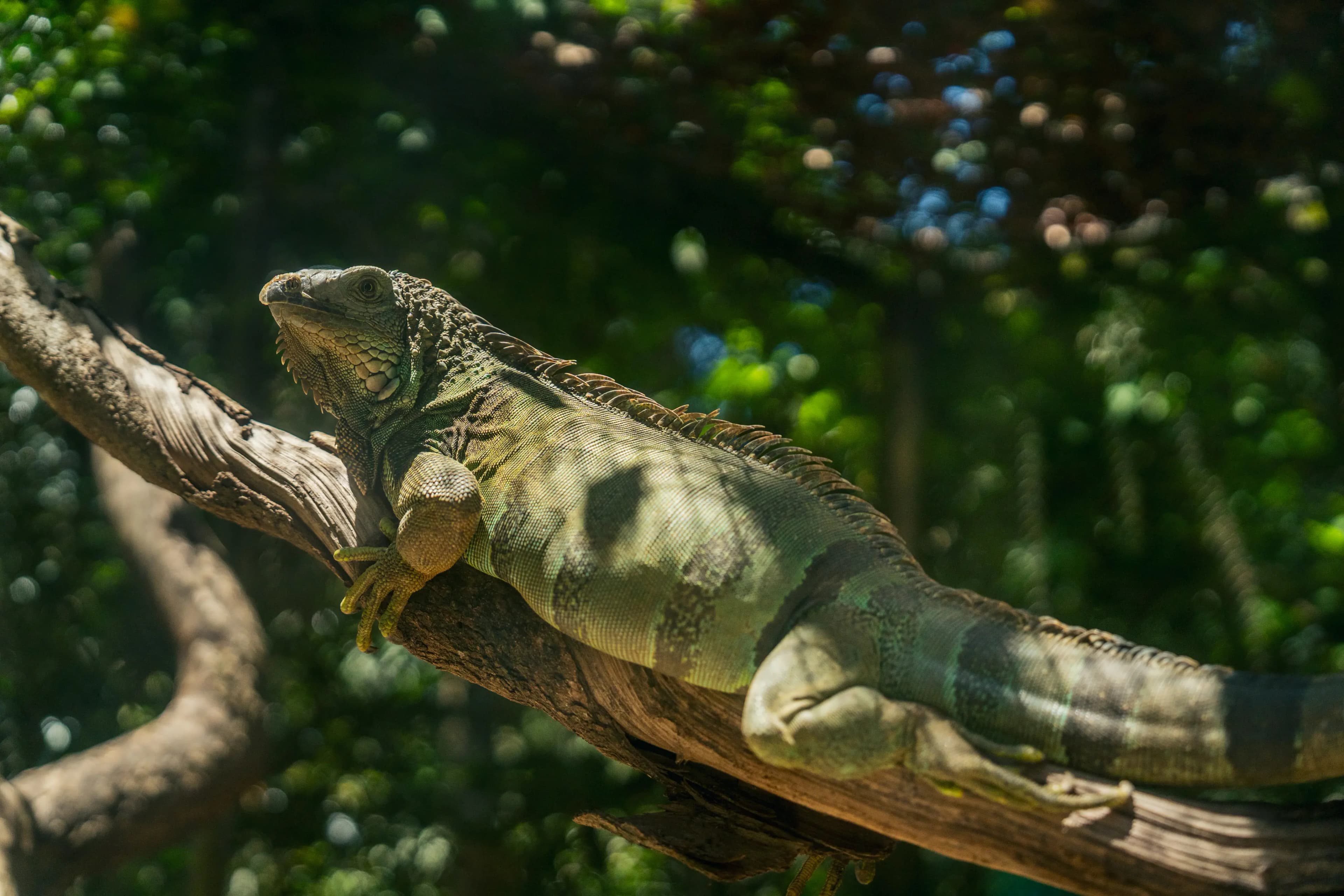Iguana Species