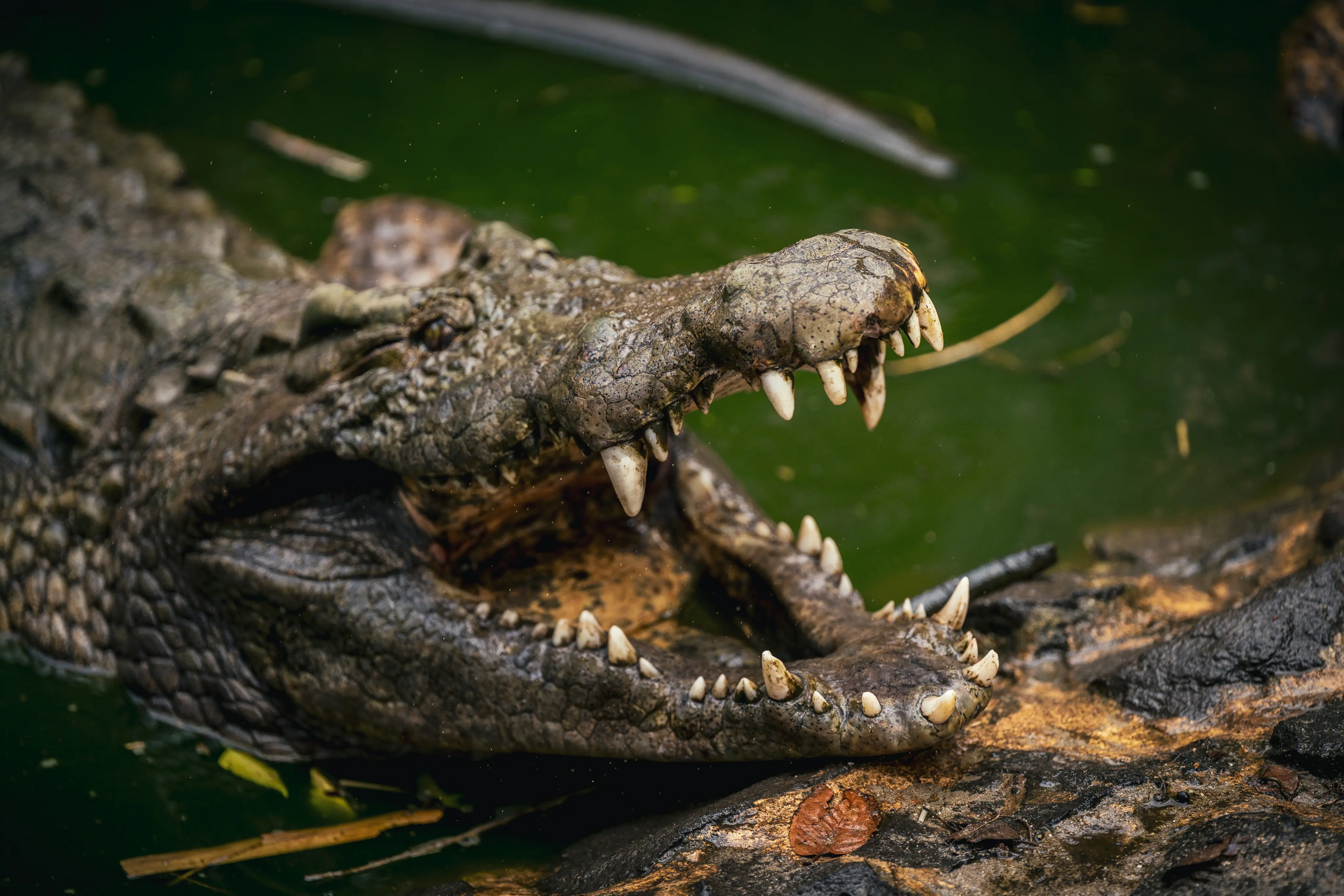 Nile Crocodile