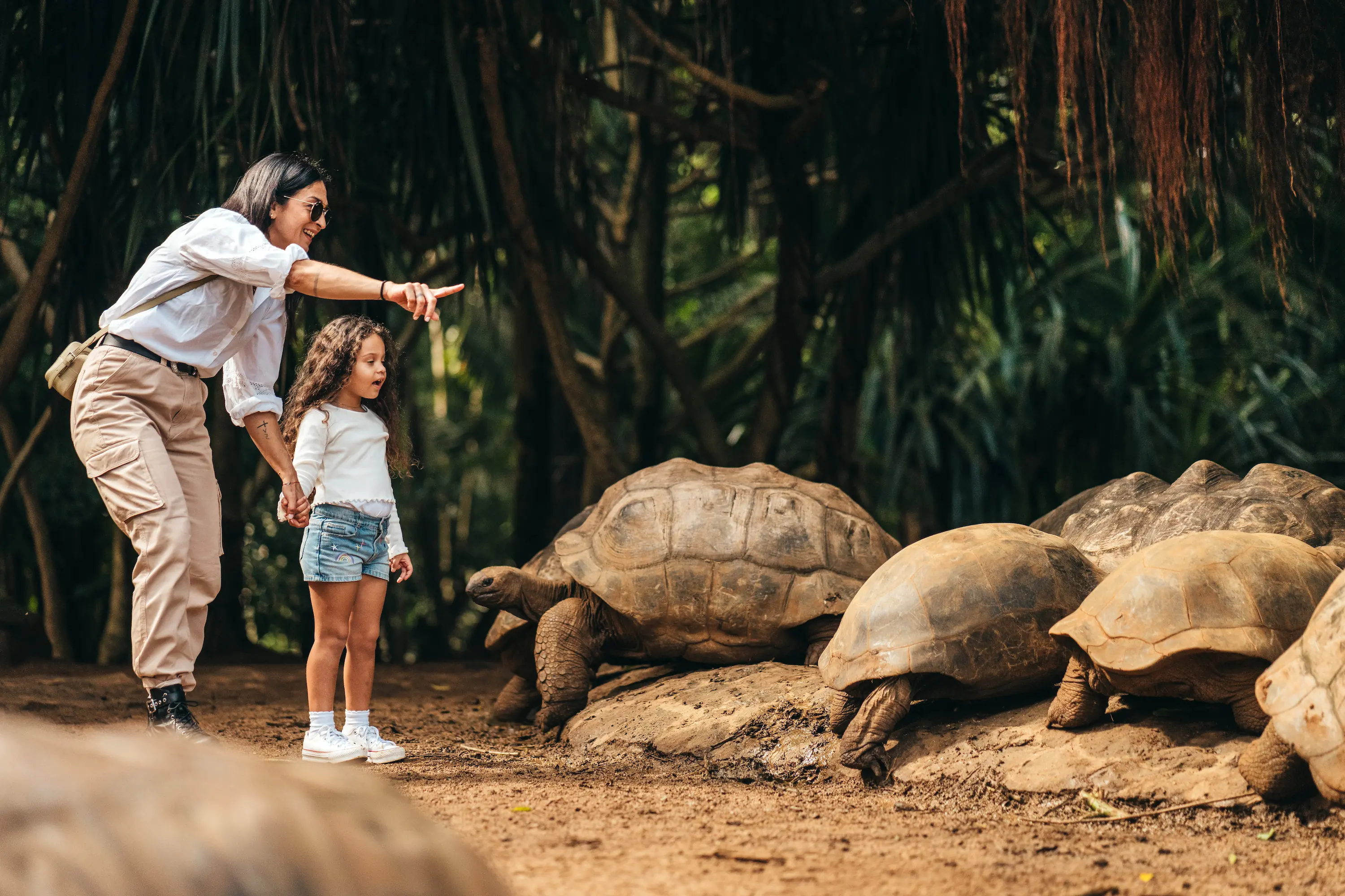 Tortue géante d'Aldabra