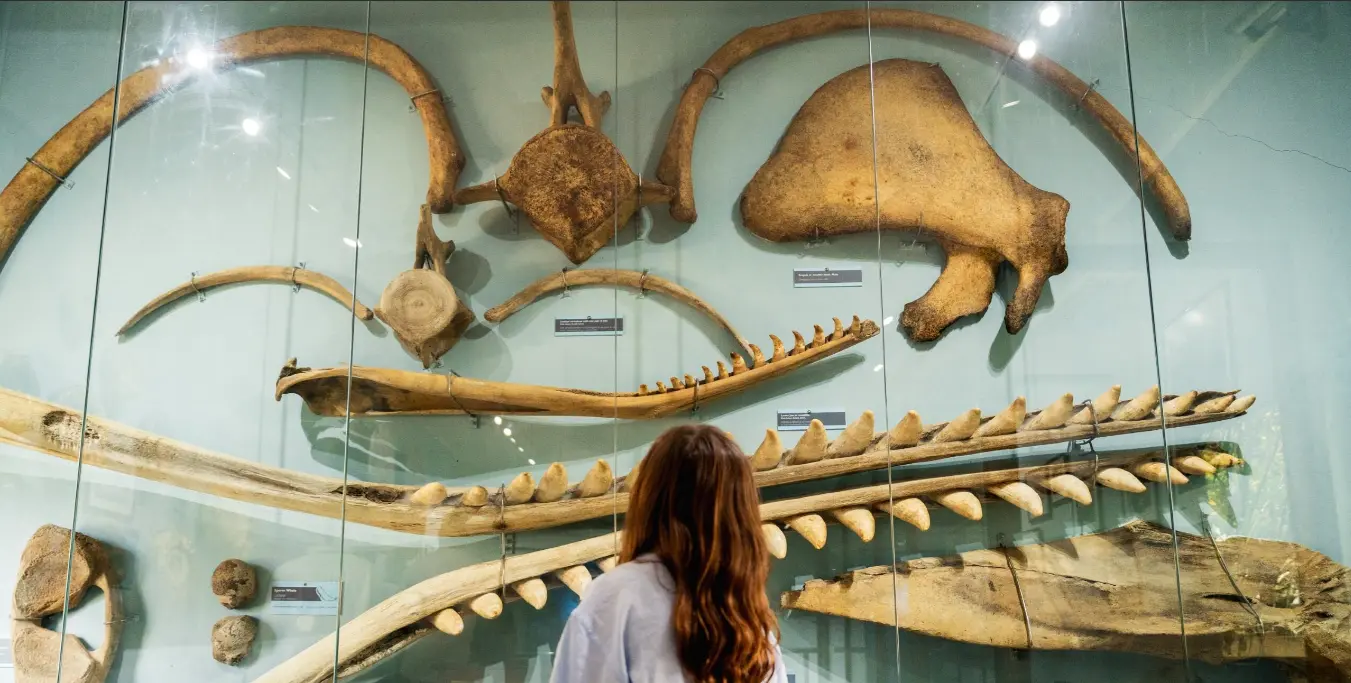 Spiral Wonders - Marine Fossils & Ammonites