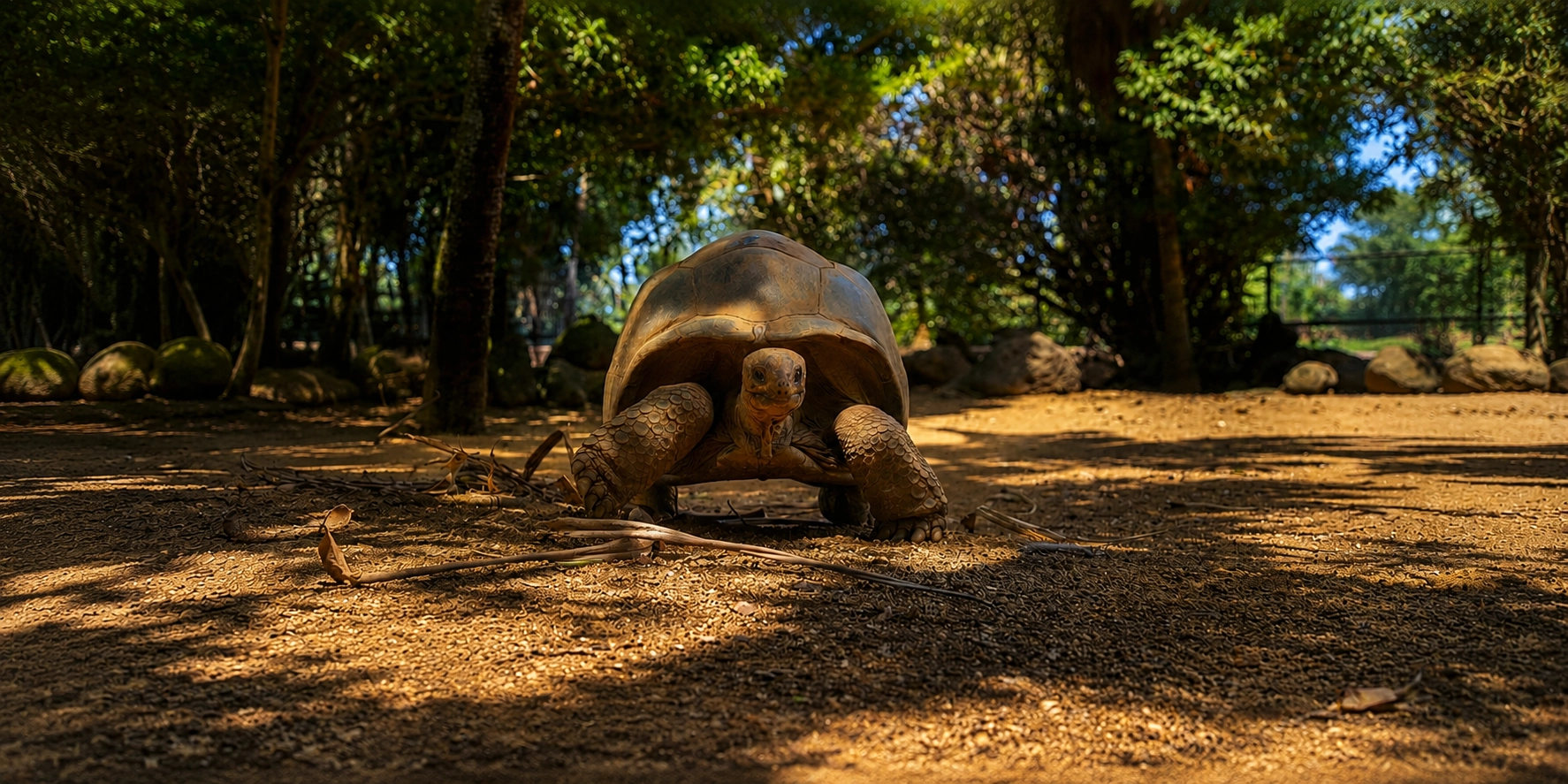 Aldabra Giant Tortoise