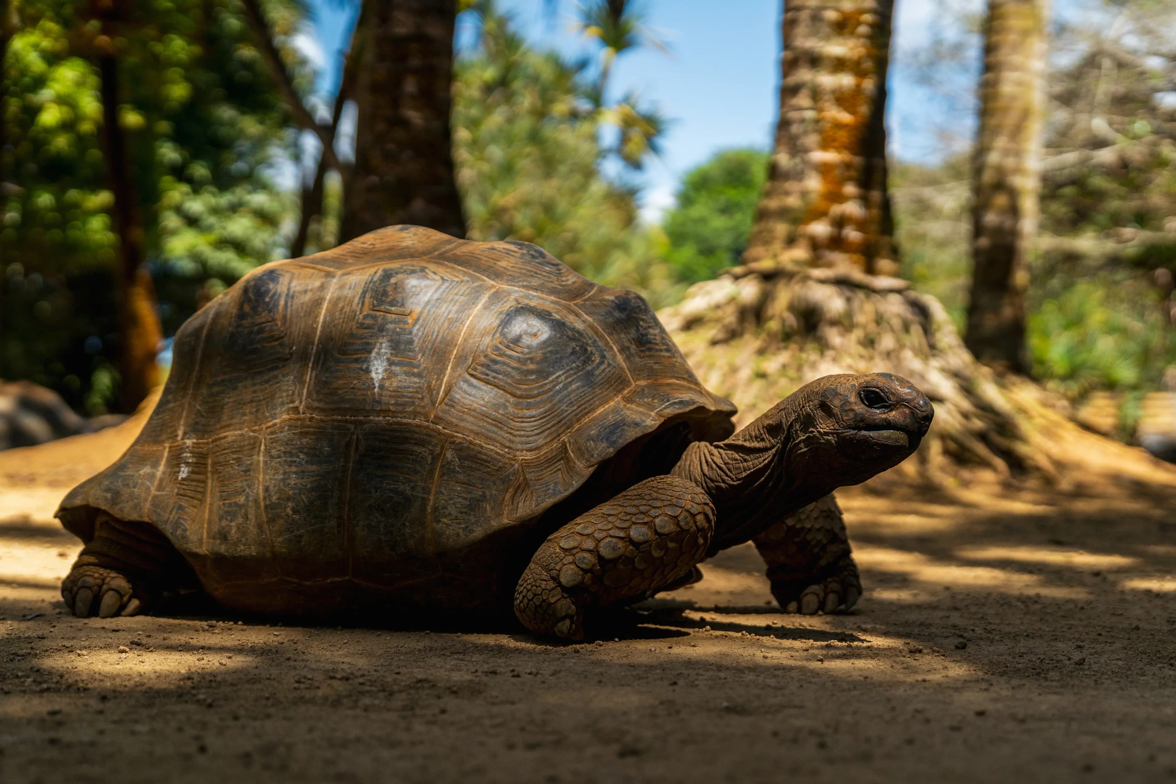 Aldabra Giant Tortoise