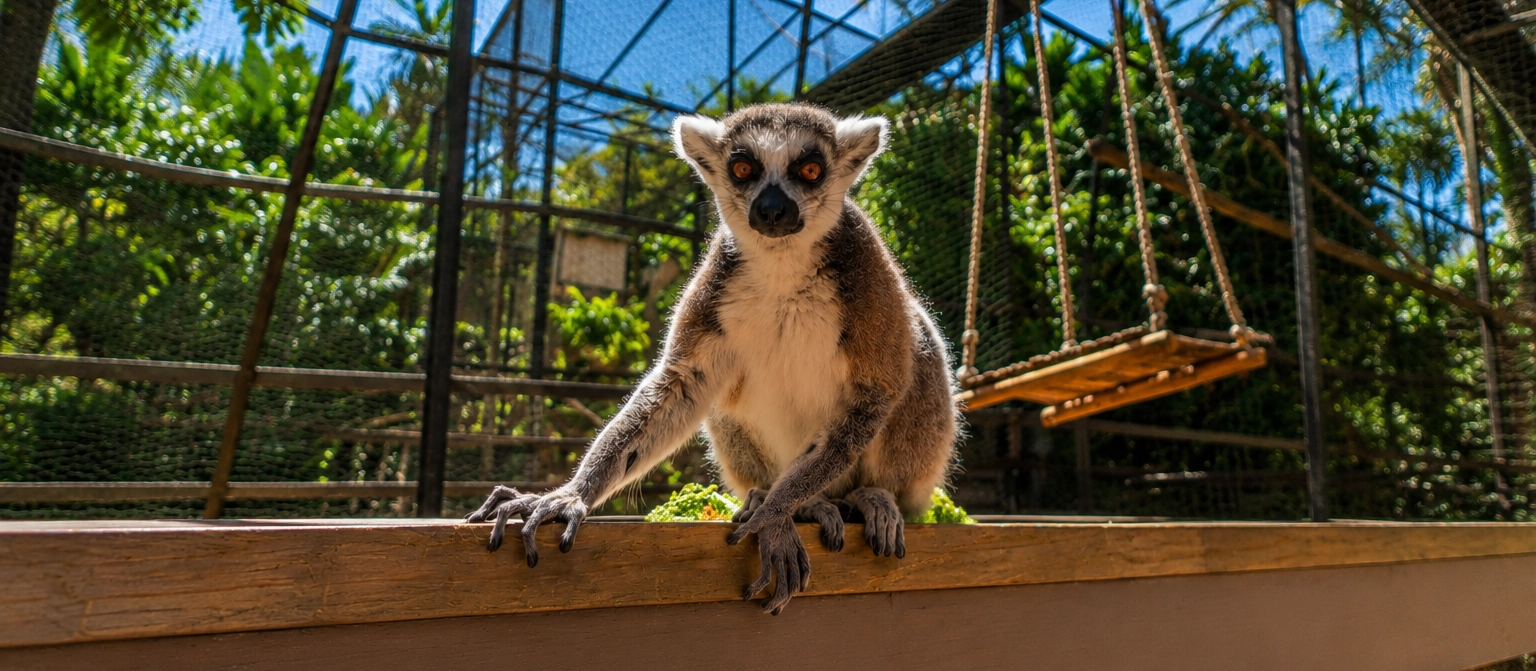 Lemurs of Madagascar