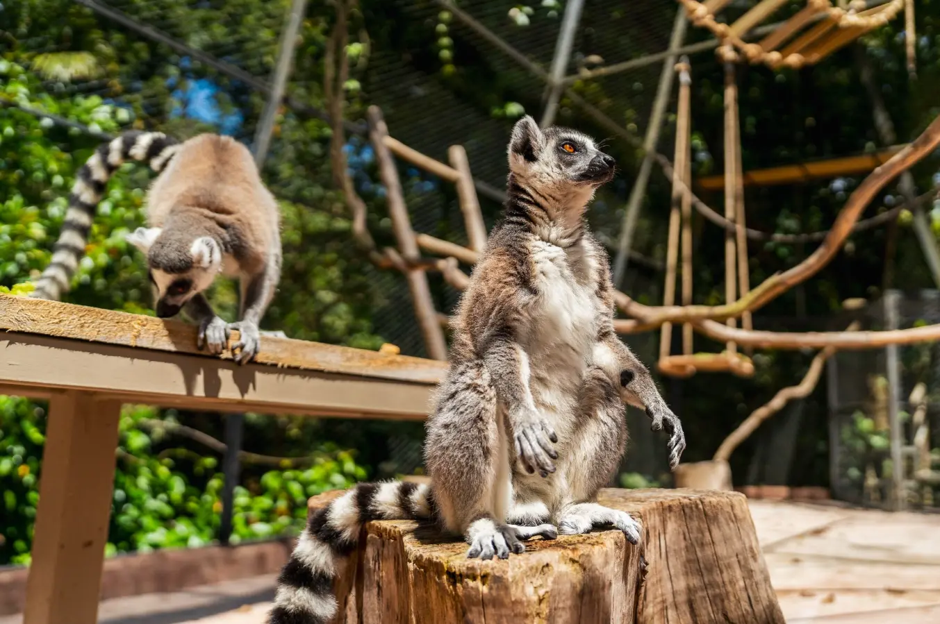 Un lien vivant avec les forêts de Madagascar section image