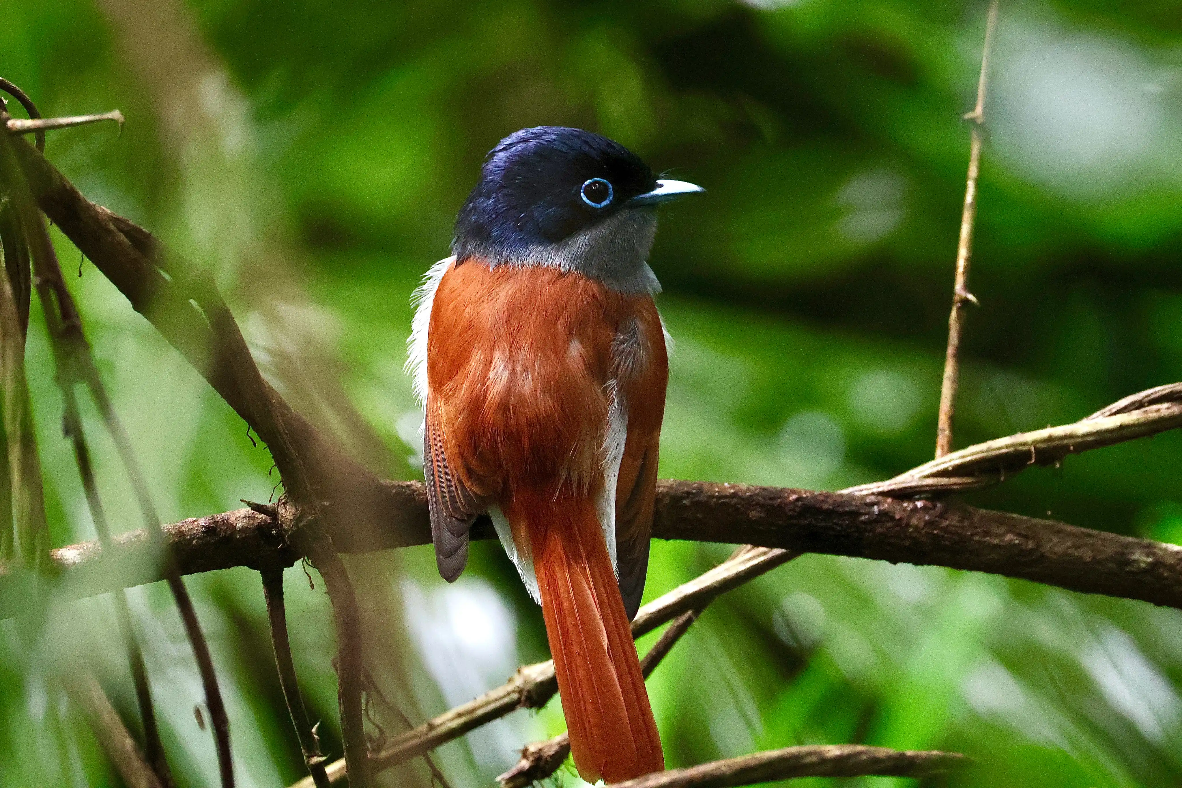 Bird 2